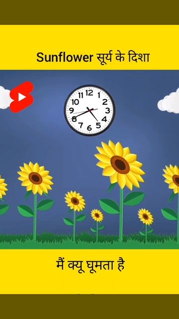sunflower सूर्य के दिशा में क्यू घूमता है #shorts #amazingfacts #sunflower смотреть онлайн