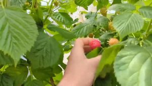 Малина Молінг Белла (Malling Bella) | Огляд сорту