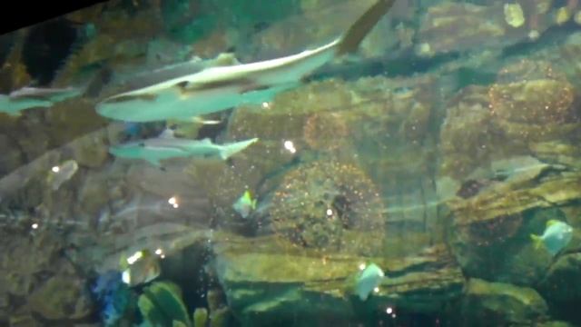 Ocean plaza угробил АКУЛУ! смотреть онлайн