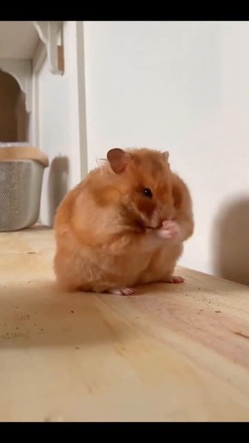Очень красивый рыжий сирийский хомяк умывается #хомяк #хомячок #хочувтренды смотреть онлайн