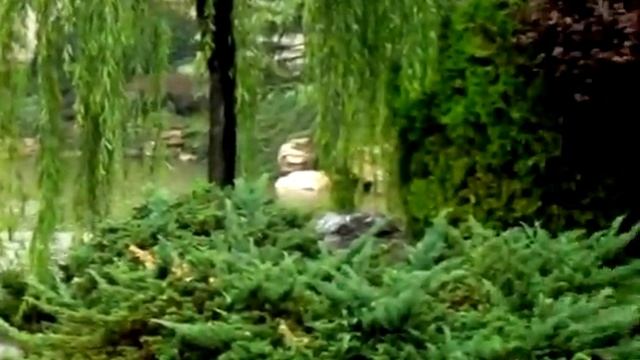 Летний дождь (Garden Hotel, г.Сиань, КНР) смотреть онлайн