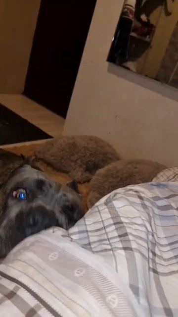 кане корсо Зан , злится, обиделся))) смотреть онлайн