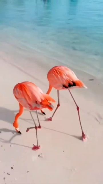 flamingo #shorts смотреть онлайн