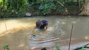 Шри Ланка купание слона