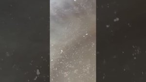 Артемии месяц  Результат выращивания