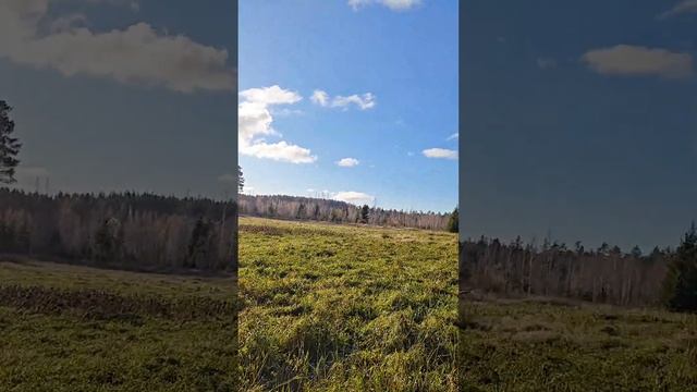 Цветоощущение и Цветопередача. Гуси, Лебеди и Утки смотреть онлайн