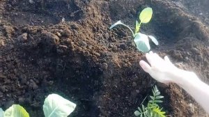 Высаживаем КАПУСТУ / Экономим место и получаем ОТЛИЧНЫЙ УРОЖАЙ