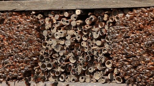 Gehörnte Mauerbiene (Osmia cornuta) смотреть онлайн