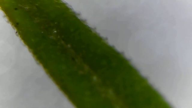 Thrip Eggs смотреть онлайн