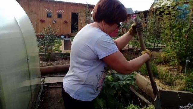 Пора убирать свеклу,морковь,кабачки.Хранение.Арбузы на Урале растут👍😁