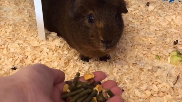 Уборка у морских свинок, перестановка.Пахом и Зорро, новый корм Жар Птица смотреть онлайн