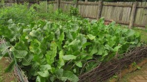 Почему хрен садоводы считают самым полезным растением на огороде?