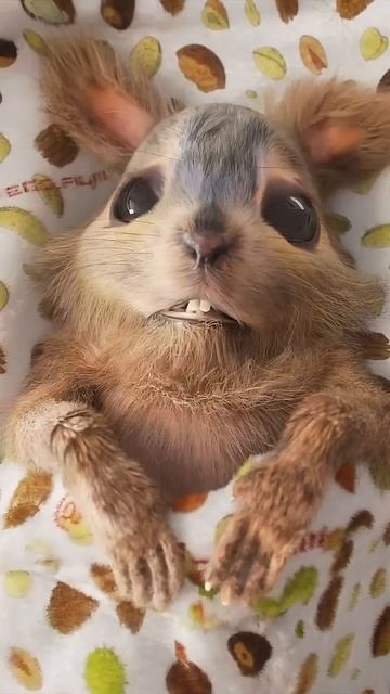 Cute Squirrel say Hi  EgoFilm short