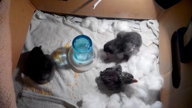 Перші години курчат смотреть онлайн