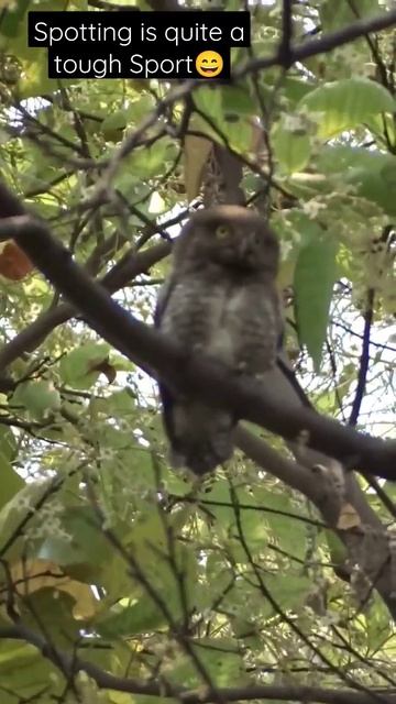 Jungle Owlet from the Jungle ! #shorts #owlet #wildpass #odisha #owl #jungle смотреть онлайн