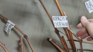 Внимание акция! Скидка 50% на посадочный материал! Telegram, WhatsApp и Vlber +79528500417.