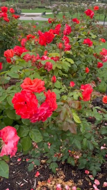 Orange rose garden 🥀🍃🥀#rose #garden #trending #trend #viral #yt #youtubeshorts #youtube #nature смотреть онлайн