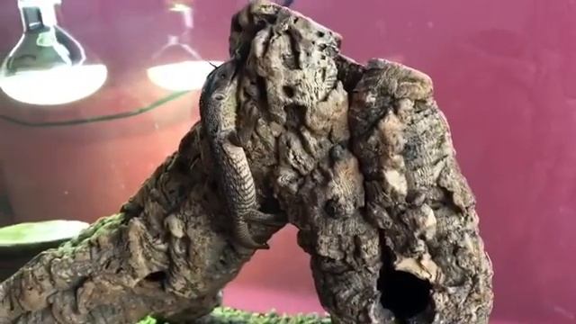 Varanus training смотреть онлайн