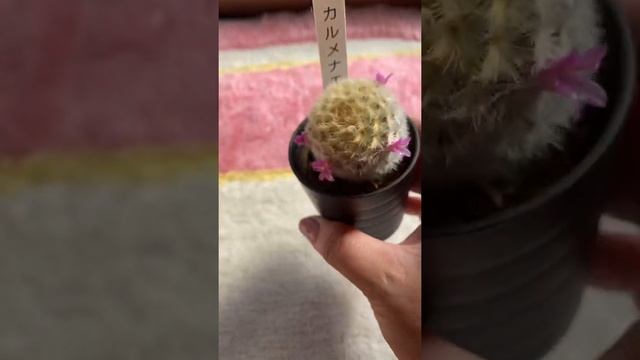 Cacto Mammilaria Carmenae(Flores Rosa) смотреть онлайн