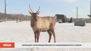 Принцип неопределённости шишкеевского оленя / В центре внимания - 8 (07.03.2025)