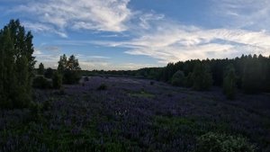 Один из выходных