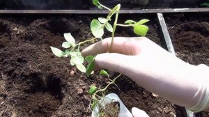 КАРТОФЕЛЬ ИЗ СЕМЯН / Миниклубни первого года