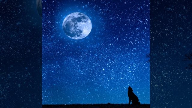 Howling wolves at night смотреть онлайн