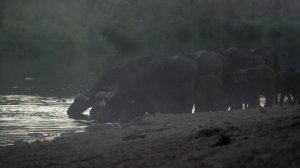 Cape buffalo (Syncerus caffer caffer) - near Mopani in Kruger (South Africa) 14-6-2019