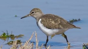 Голоса птиц: перевозчик