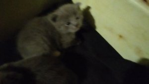 #котята#милота🐱🐱🐱🐱🐱❤️❤️❤️❤️👍👍👍👍