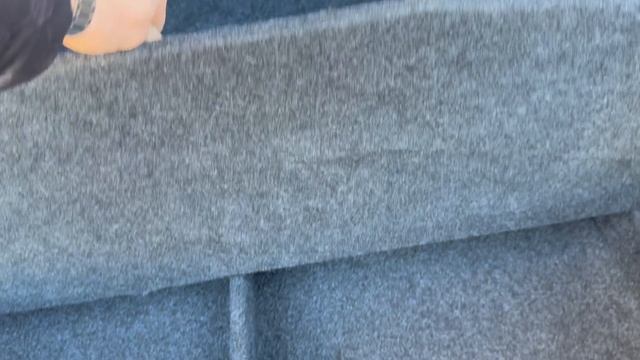 Шикарная Октавия 1.8 МТ