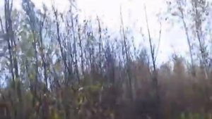 Охота на подсвинка