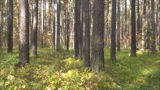 Осенняя природа Пригороды Томска Сентябрь 2022г смотреть онлайн