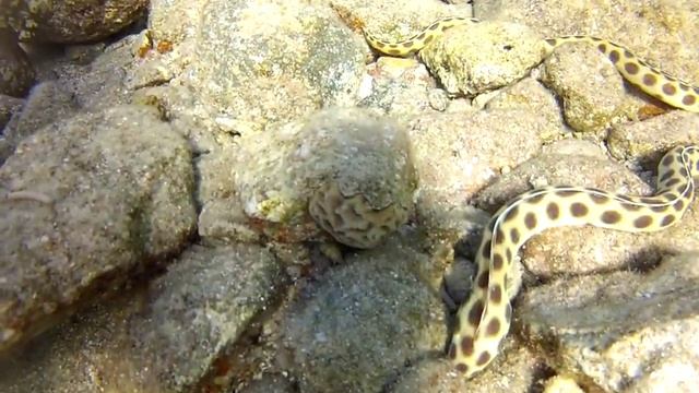 Tiger snake eel смотреть онлайн