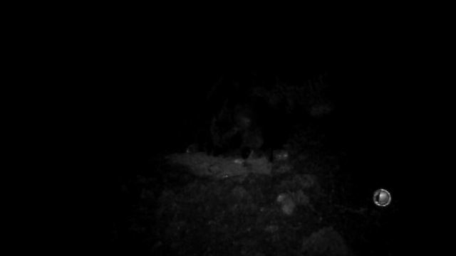 Толстый, довольный и сытый кабан. смотреть онлайн