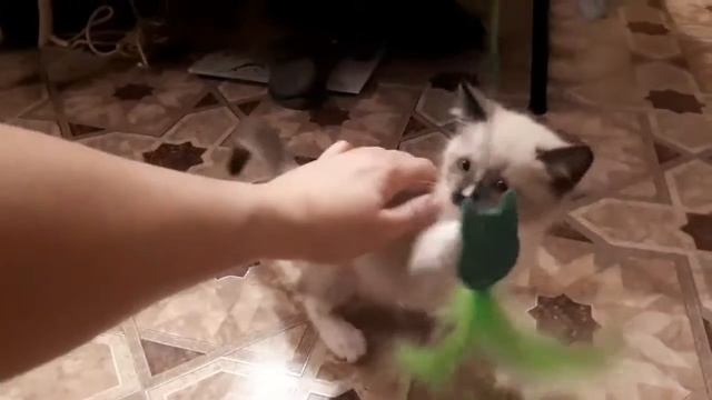 Наш котофон :-) смотреть онлайн