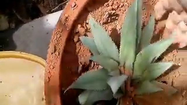 How to grow Pineapples in your garden. смотреть онлайн