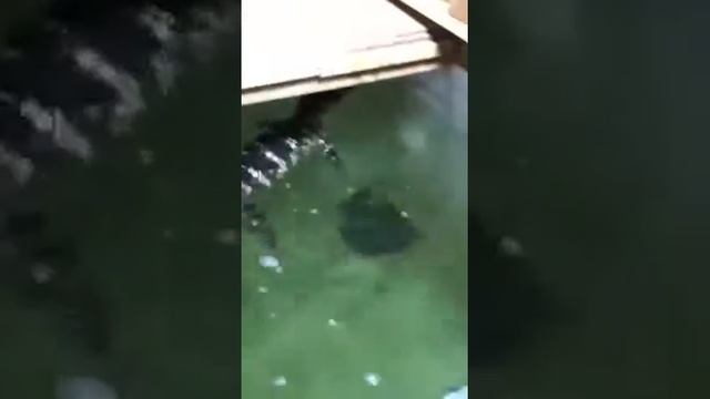 rufus the Alligator eat a rat pt.2 stookybird