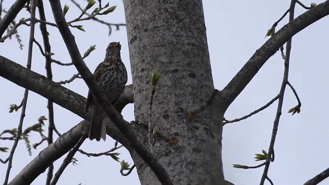 Голос певчего дрозда смотреть онлайн