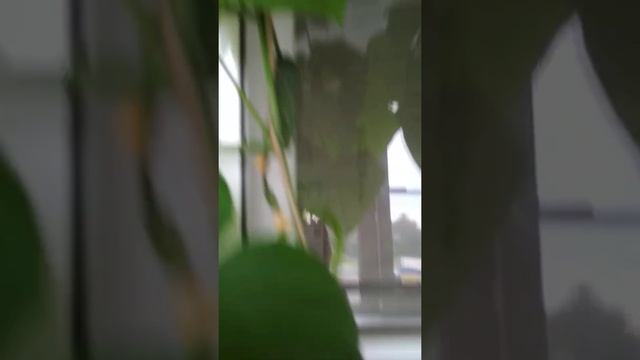 Огород на балконе. смотреть онлайн