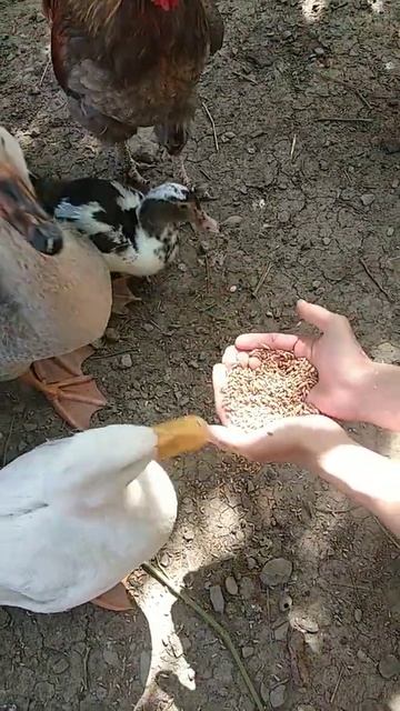 Гуси, утки и куры очень ручные♥️ смотреть онлайн