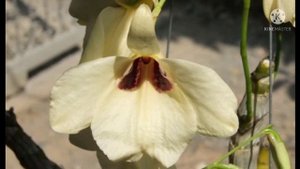 เอื้องผาเวียง กล้วยไม้หายากดอกสวยมีเอกลักษณ์ Dendrobium albosanguineum Lindl.