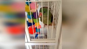 #Чемкормить#Александрийскогопопугая#