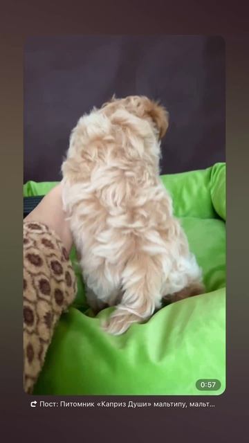 Мальтипу Лави ❤️