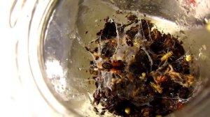 Mini Tarantula Gets Fed