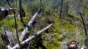 Ловля ручьевой форели (пеструшка) на спиннинг.  Ультралайт на малых реках