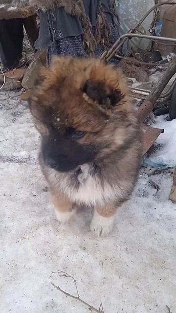 #snorts щенки # смотреть онлайн