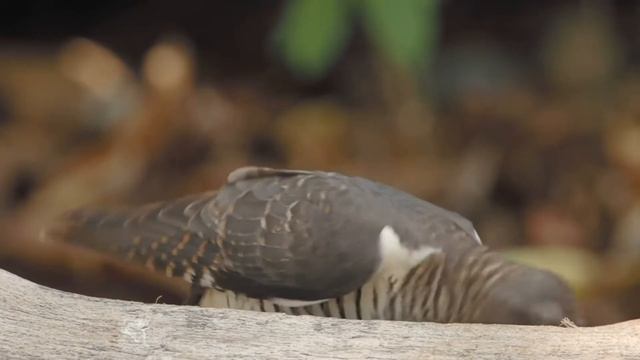 Himalayan cuckoo—Bird record survey of Man nai island смотреть онлайн