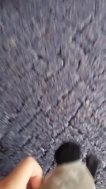 это Корги Лана