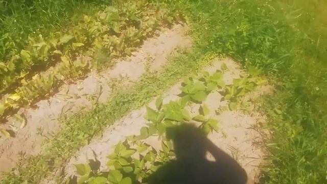 ЛайфХаки нашего летнего деревенского быта, Незамысловатое . вырастил гиганский Лопух. Бедарусь смотреть онлайн